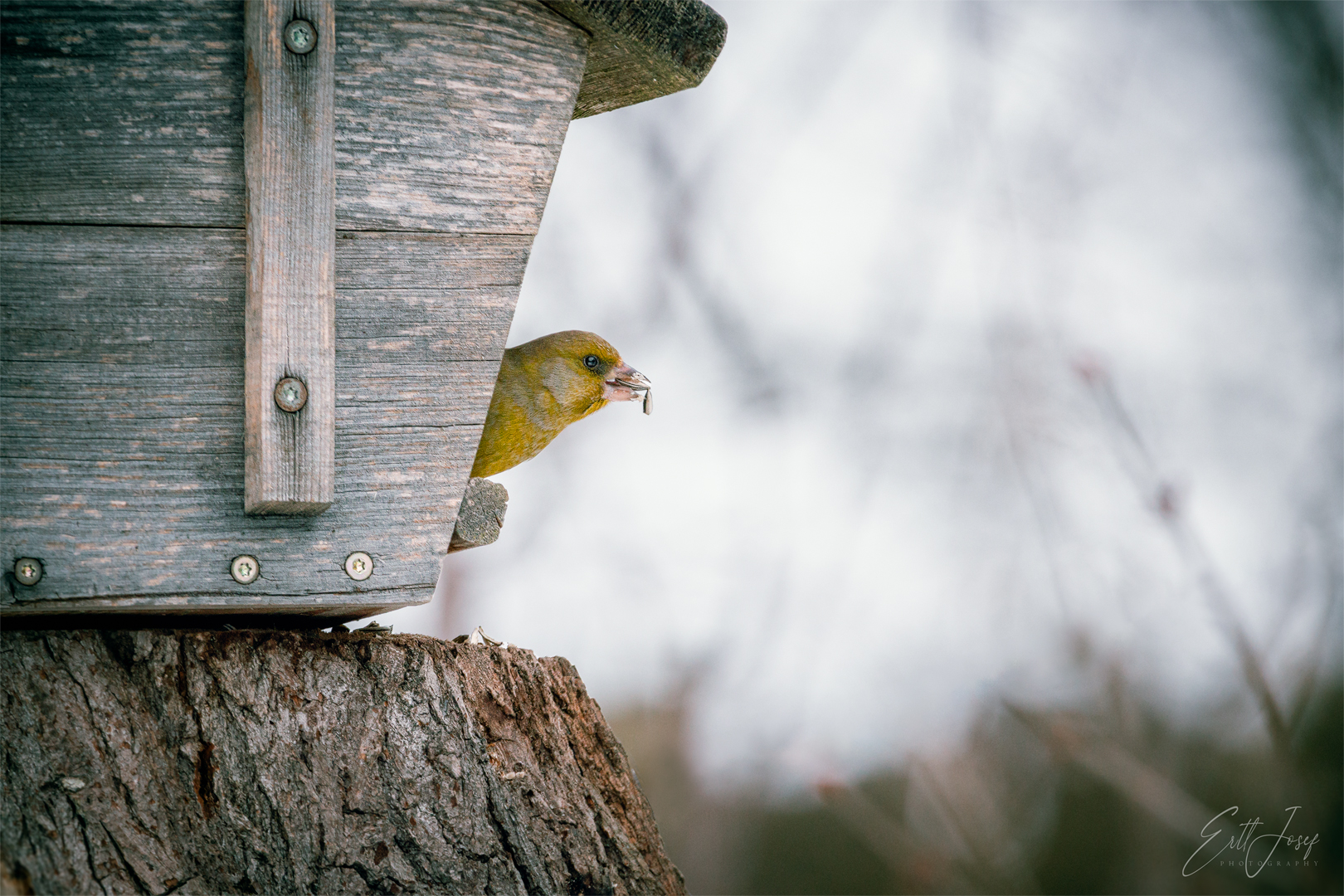 Grünfink, Grünling (Carduelis chloris)