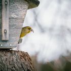 Grünfink, Grünling (Carduelis chloris)