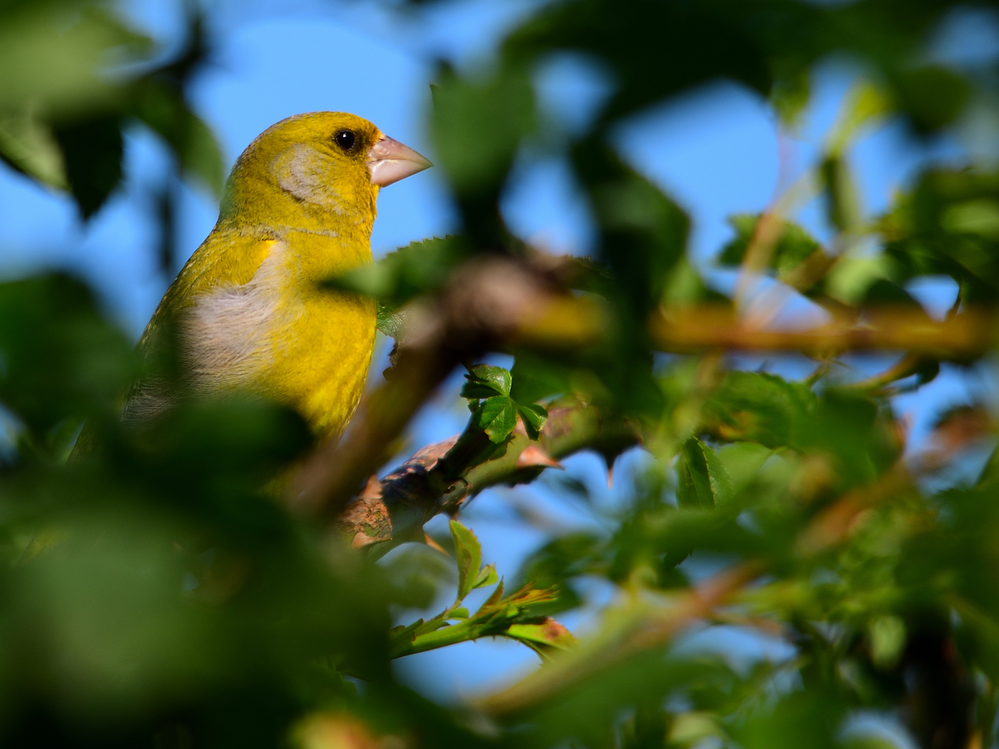 Grünfink gut versteckt,  well hidden greenfinch, Verderón bien escondido