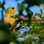 Grünfink gut versteckt,  well hidden greenfinch, Verderón bien escondido