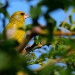 Grünfink gut versteckt,  well hidden greenfinch, Verderón bien escondido