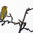 Grünfink hoch oben im Baum