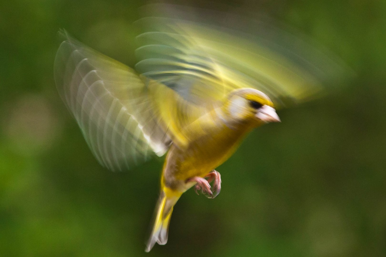 Grünfink im Anflug