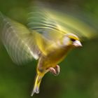 Grünfink im Anflug