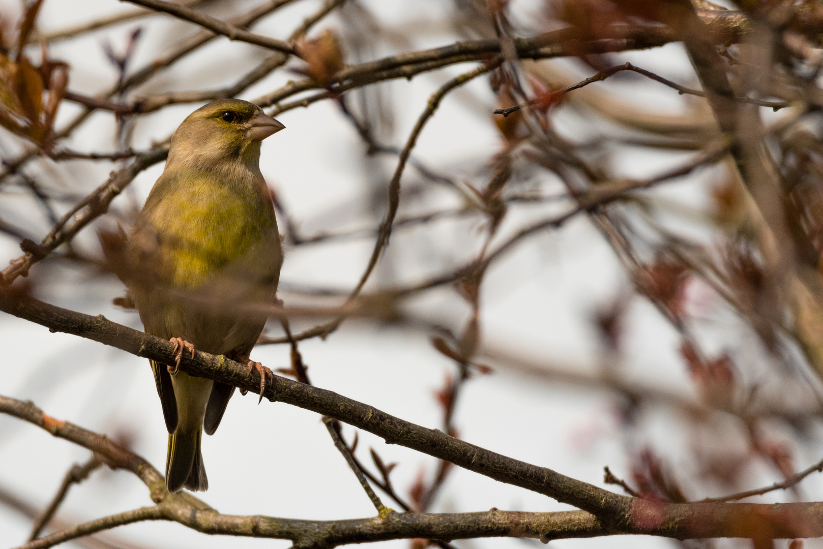 Grünfink im Baum versteckt