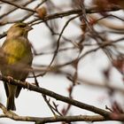 Grünfink im Baum versteckt