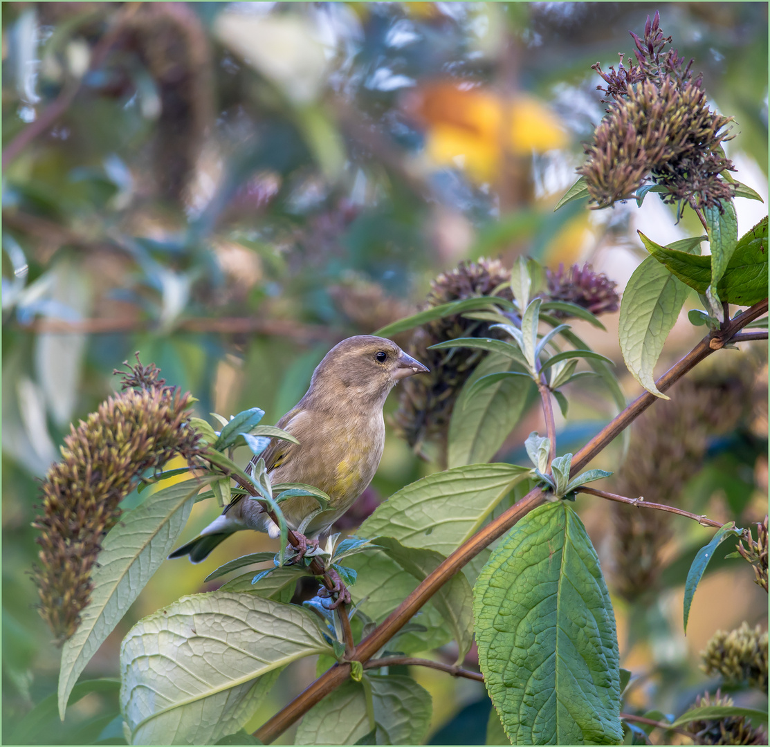 Grünfink im Buddleia Strauch  .....