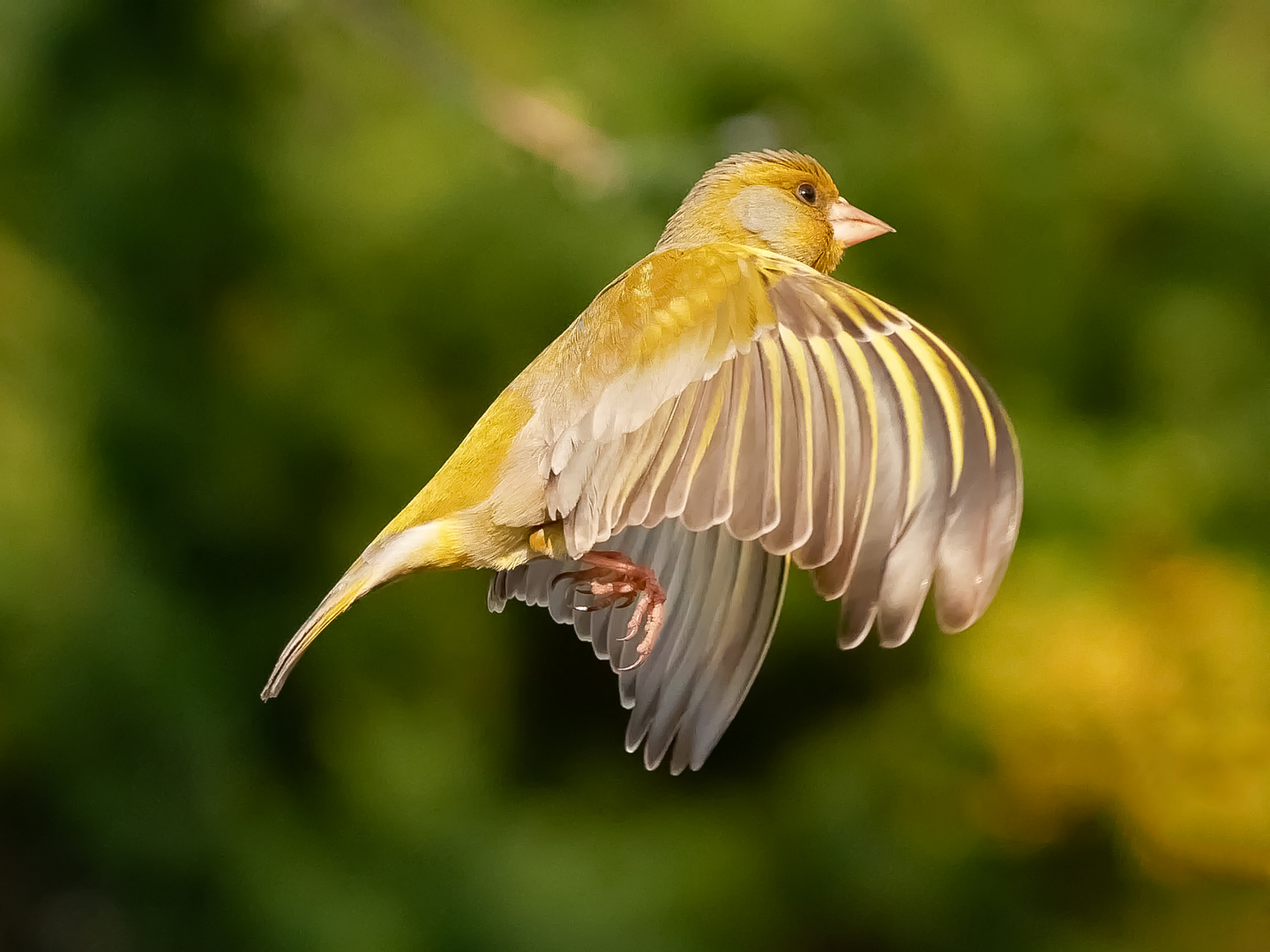 Grünfink im Flug