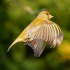 Grünfink im Flug