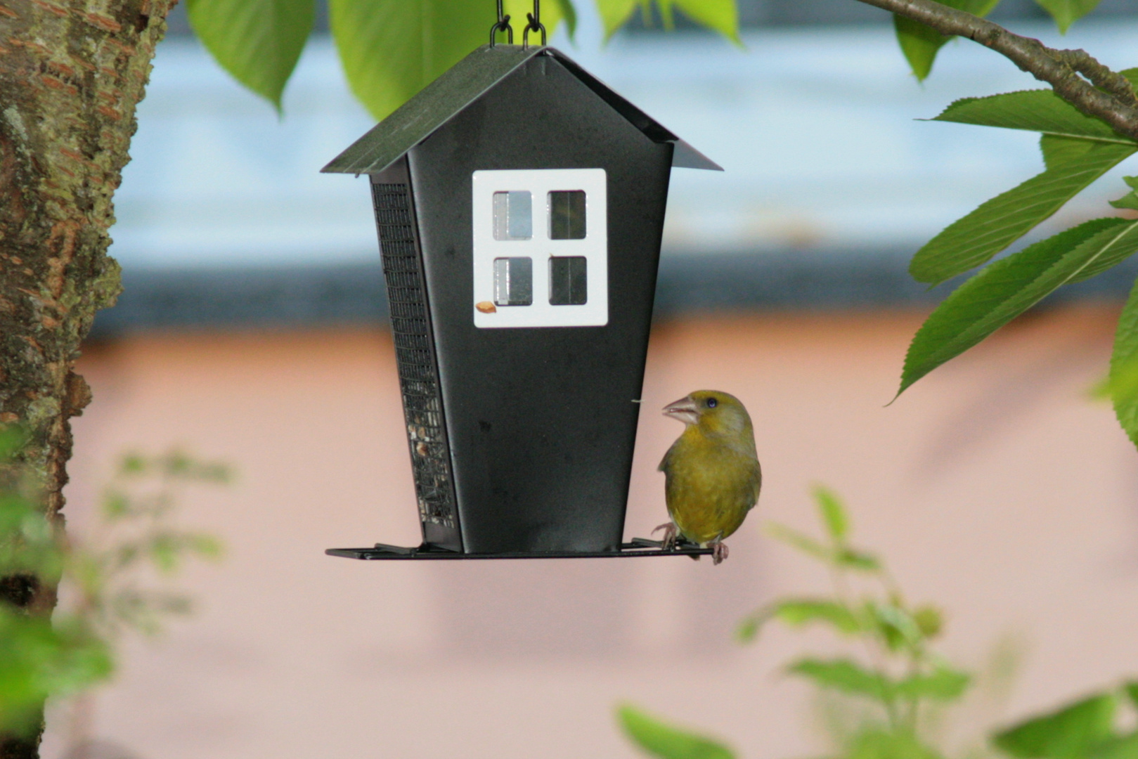 Grünfink im Garten