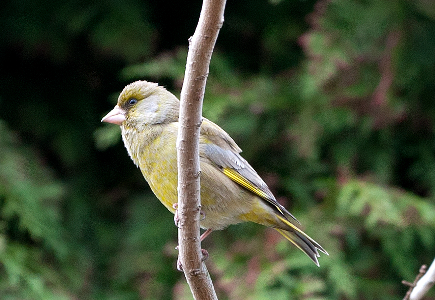 Grünfink im Garten