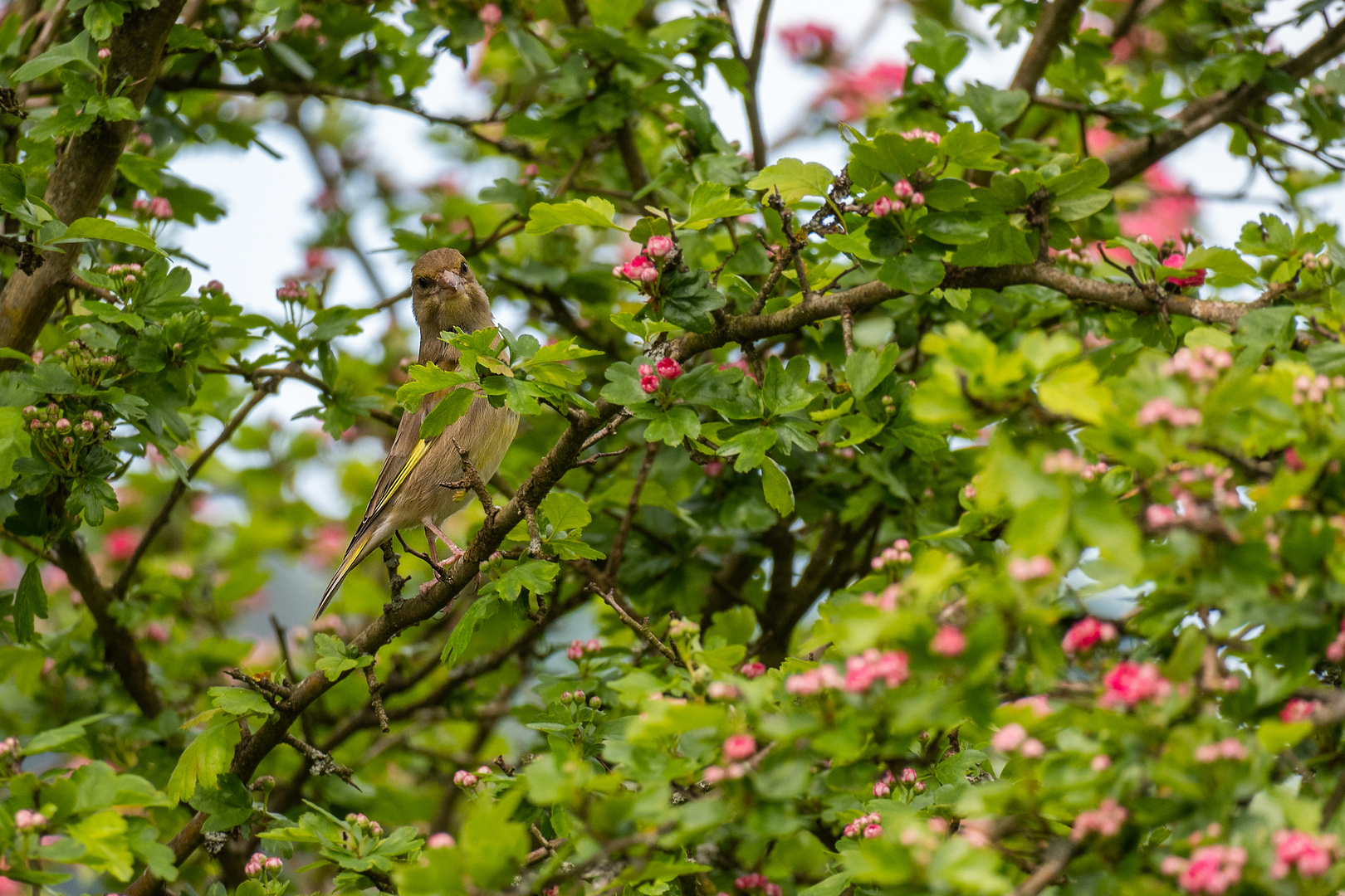 Grünfink im Garten