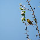 Grünfink im Garten