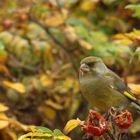 Grünfink im Herbst