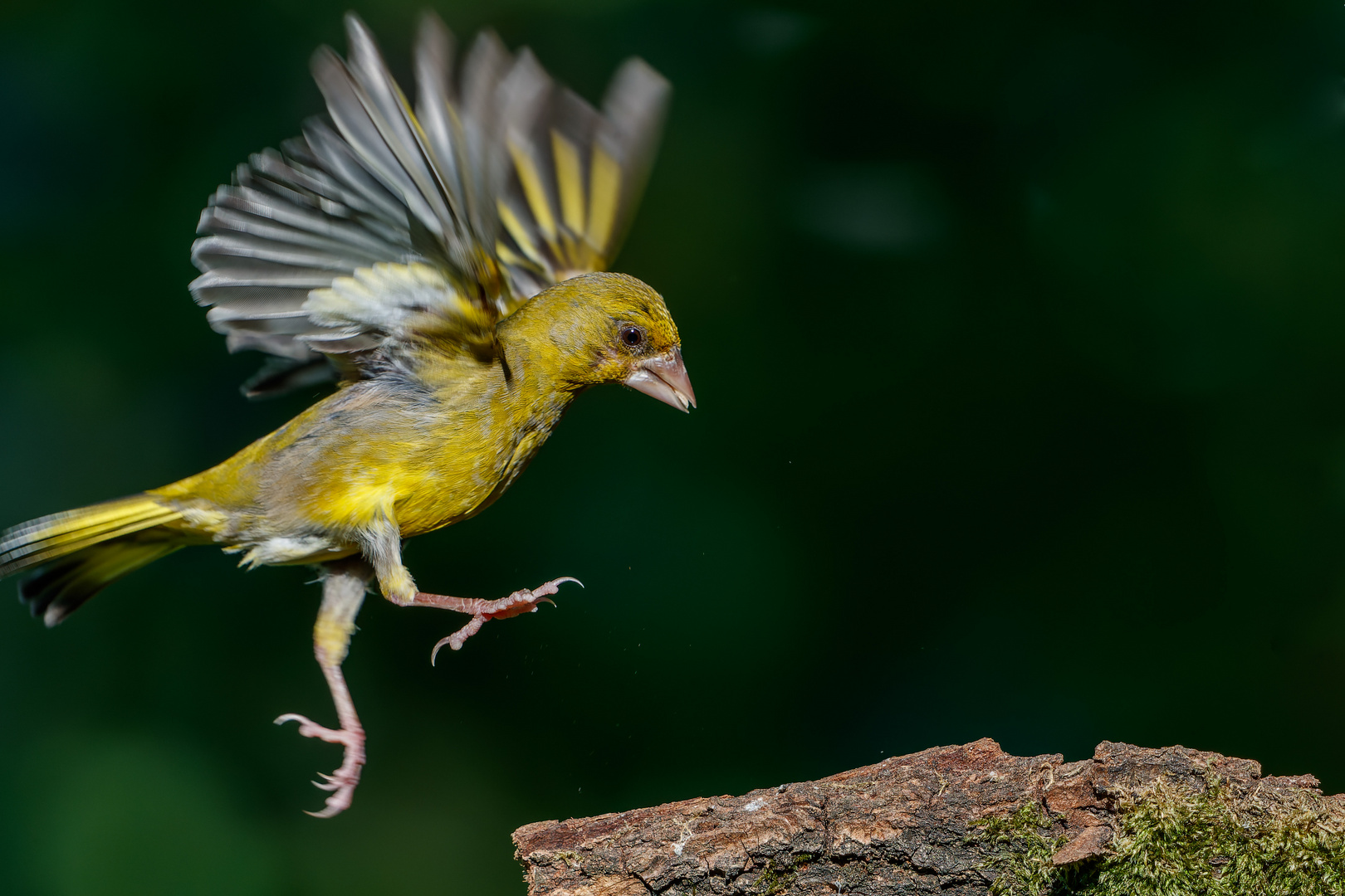 Grünfink im Landeanflug