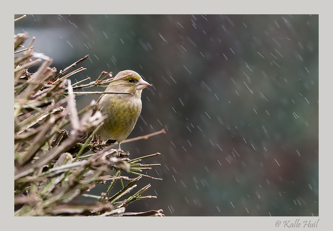 ...Grünfink im Regen...