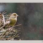 ...Grünfink im Regen...