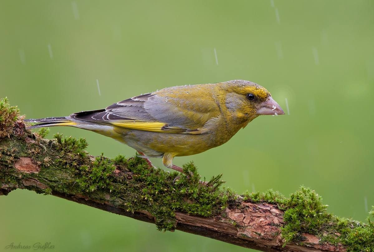 Grünfink im Regen