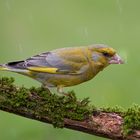 Grünfink im Regen