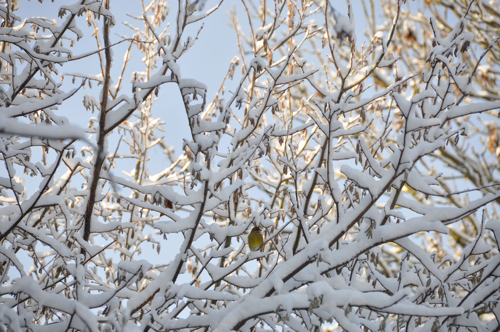 Grünfink im Schnee