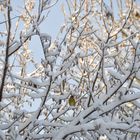 Grünfink im Schnee