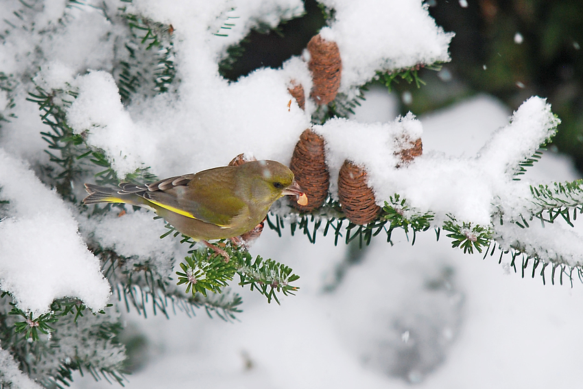 grünfink im schnee