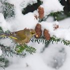 grünfink im schnee