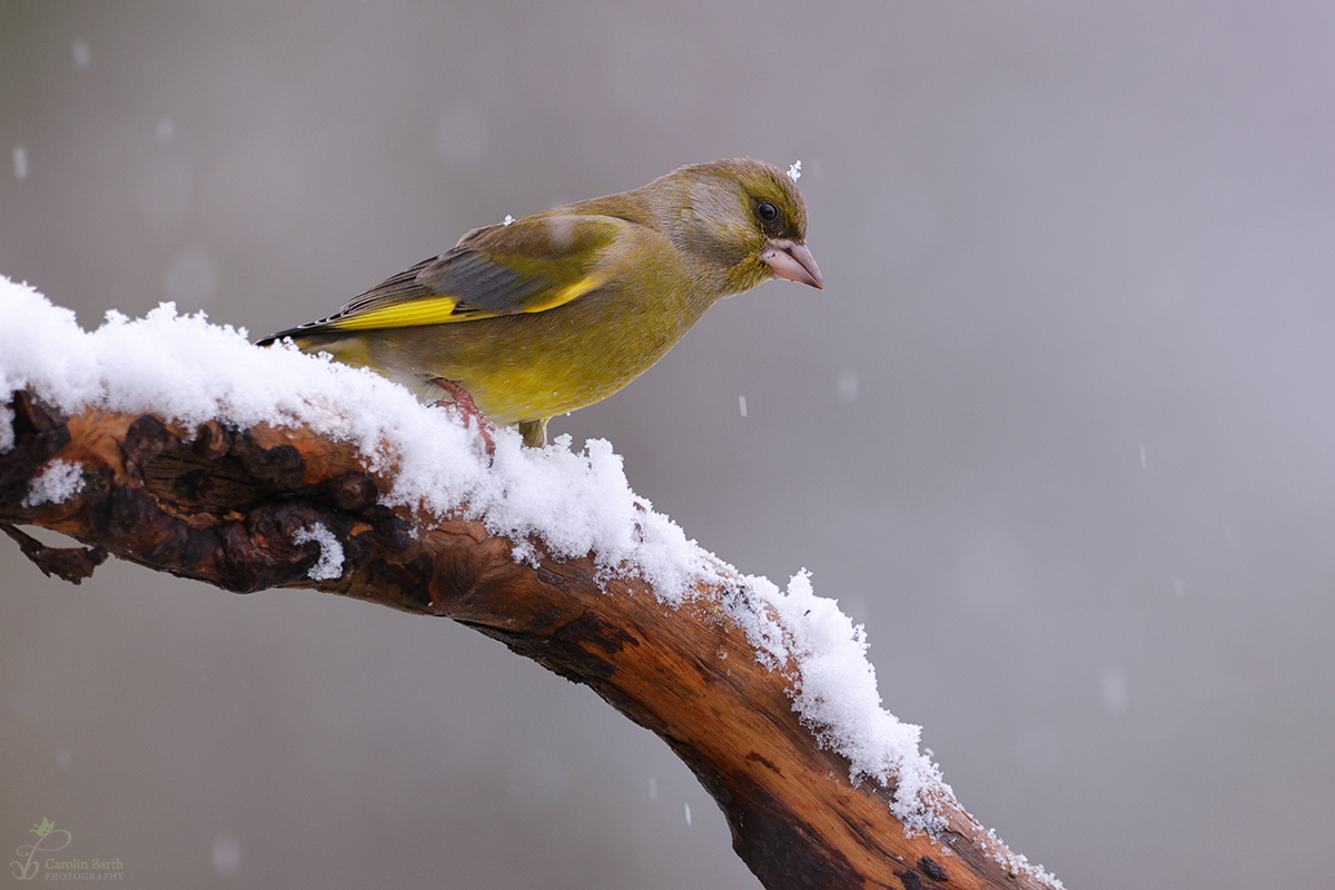 Grünfink im Schnee