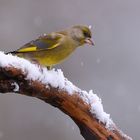 Grünfink im Schnee