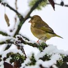 Grünfink im Schnee