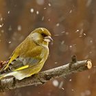 Grünfink im Schneefall