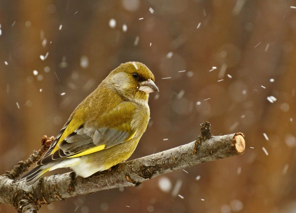 Grünfink im Schneefall