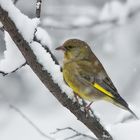 Grünfink im Schneegestöber.