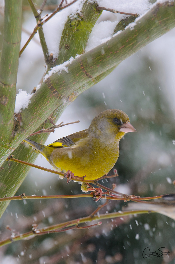 Grünfink im Schneetreiben