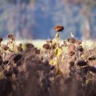 Grünfink im Sonnenblumenfeld