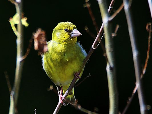 Grünfink in Abendstimmung