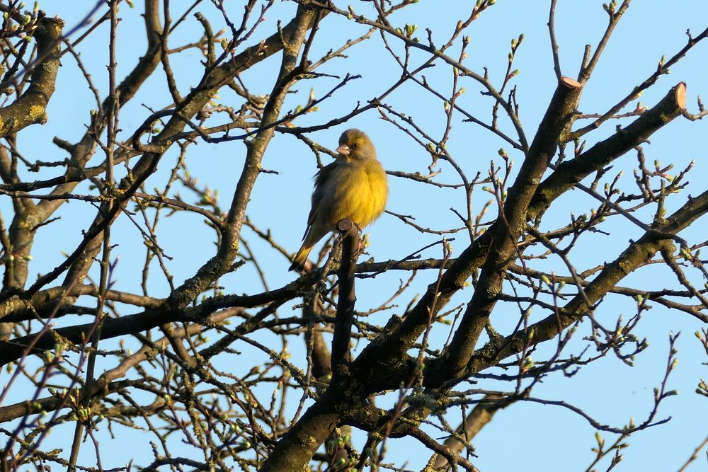 Grünfink in der Abendsonne