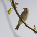 Grünfink in der Morgensonne