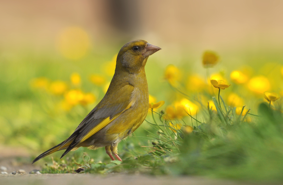 33+ Grün Gelber Vogel Im Garten, Du hast einen gelben vogel gesehen?