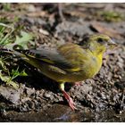 --- Grünfink, junges Hähnchen ---- ( Carduelis chloriis )