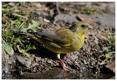 --- Grünfink, junges Hähnchen ---- ( Carduelis chloriis )