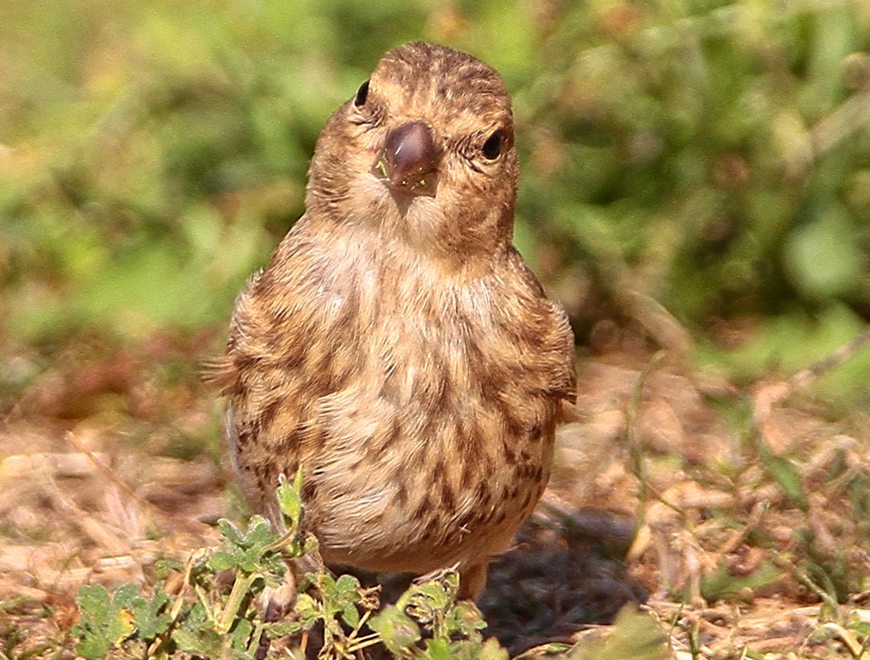 Grünfink - Jungvogel