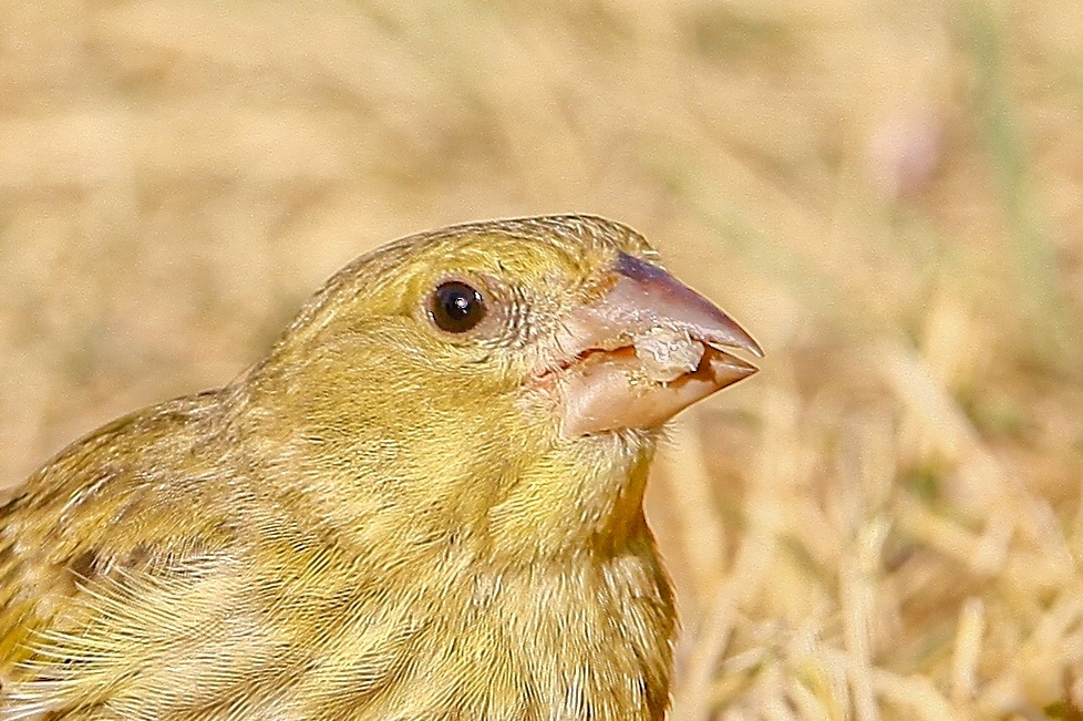 Grünfink -  Jungvogel