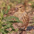 Grünfink - Jungvogel auf Futtersuche