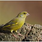 - Grünfink männl. - ( Carduelis cannabina )