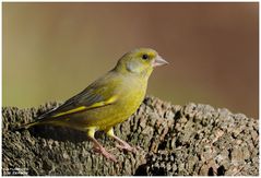 - Grünfink männl. - ( Carduelis cannabina )