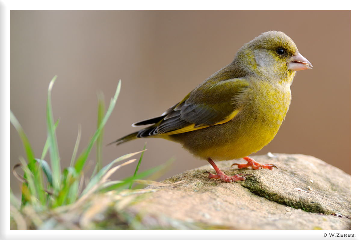 - Grünfink männl. - ( Carduelis chloris )