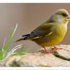 - Grünfink männl. - ( Carduelis chloris )