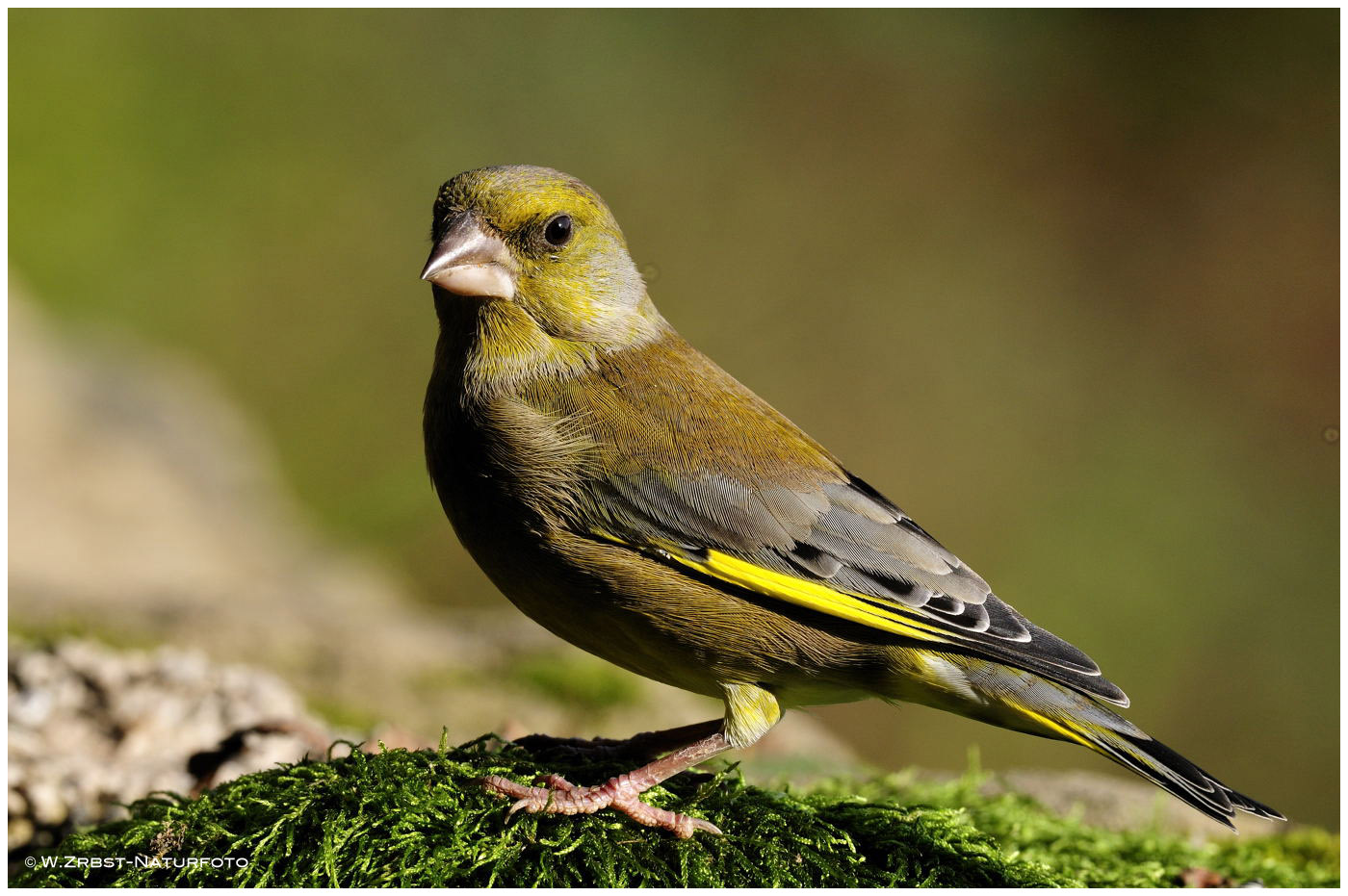 --- Grünfink männl. --- ( Carduelis chloris )