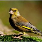 --- Grünfink männl. --- ( Carduelis chloris )